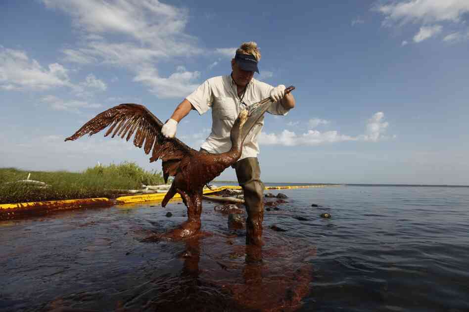 Plaquemines Parish coastal zone director P.J. Hahn lifts an oil-covered pelican out of the water on Queen Bess Island in Plaquemines Parish, La., June 5. 