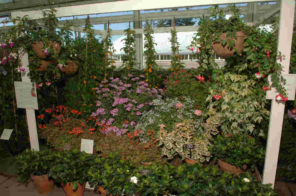 Camelias, fuschias, hyacinths, daffodils, gardenias, crocuses, primroses, heliotropes and dianthus were some of the plants Dickinson grew in her conservatory, which the New York Botanical Garden has re-created. The walls were lined with white shelves and hooks for potted and hanging plants, and in colder months, it was filled with exotic plants. 