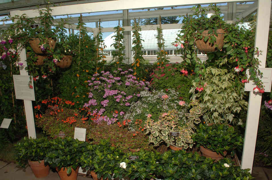 Camelias, fuschias, hyacinths, daffodils, gardenias, crocuses, primroses, heliotropes and dianthus were some of the plants Dickinson grew in her conservatory, which the New York Botanical Garden has re-created. The walls were lined with white shelves and hooks for potted and hanging plants, and in colder months, it was filled with exotic plants. 