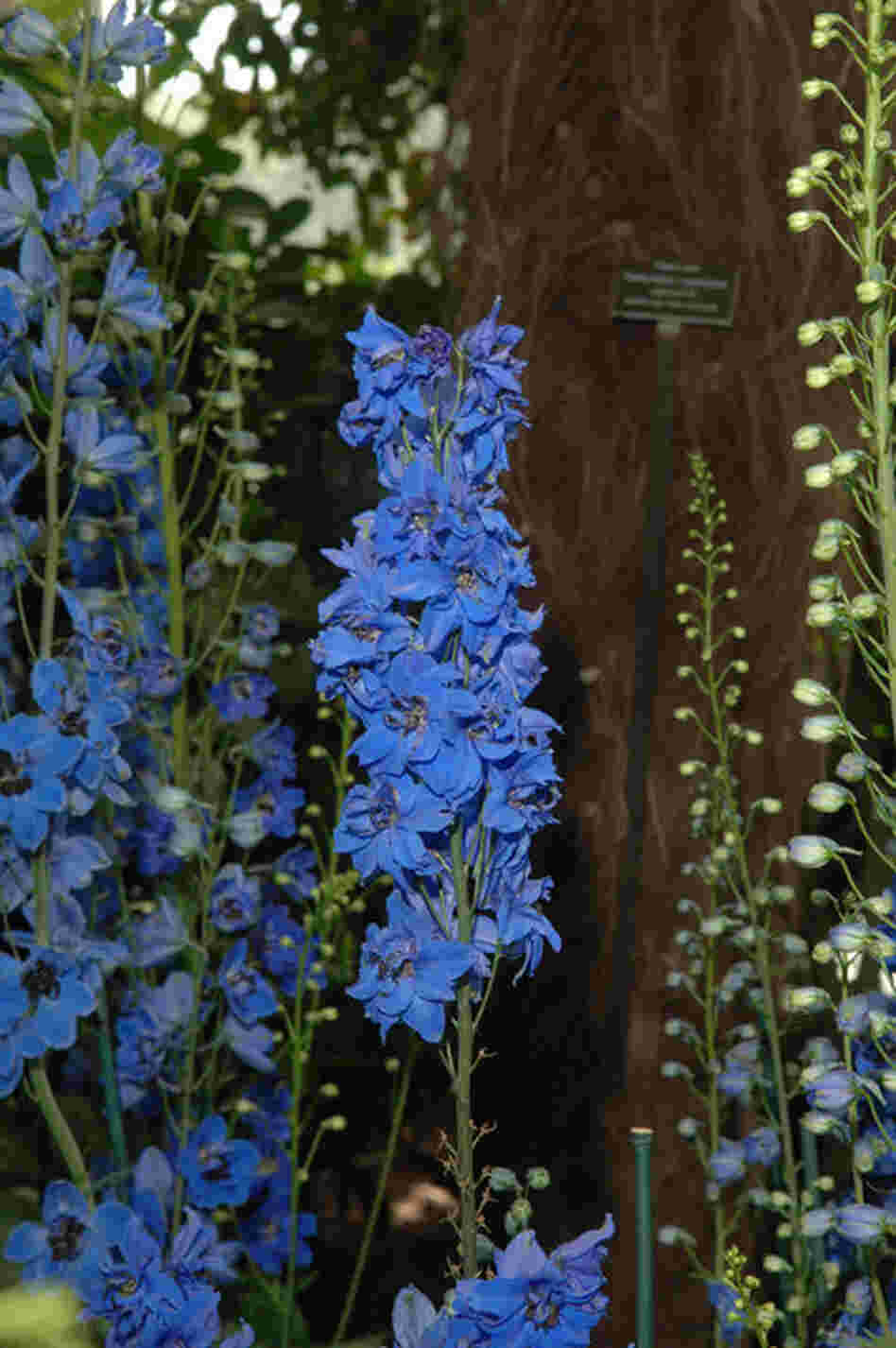 Blue delphiniums on display in the Enid A. Haupt Conservatory at the New York Botanical Garden as part of Emily Dickinson's Garden: The Poetry of Flowers. 