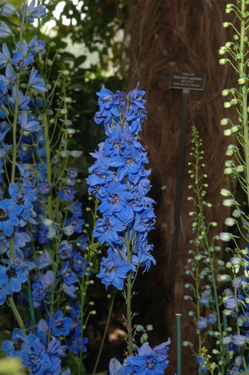 Blue delphiniums on display in the Enid A. Haupt Conservatory at the New York Botanical Garden as part of Emily Dickinson's Garden: The Poetry of Flowers. 