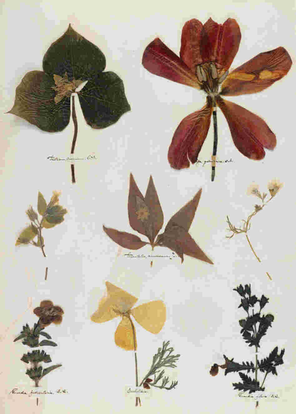 When Dickinson was 14 years old, she created a herbarium, pressing flowers and plants onto many pages of a book. A digital facsimile of the herbarium is on view at Emily Dickinson's Garden: The Poetry of Flowers. 