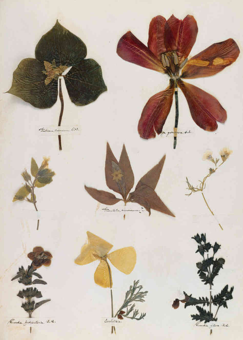 When Dickinson was 14 years old, she created a herbarium, pressing flowers and plants onto many pages of a book. A digital facsimile of the herbarium is on view at Emily Dickinson's Garden: The Poetry of Flowers. 