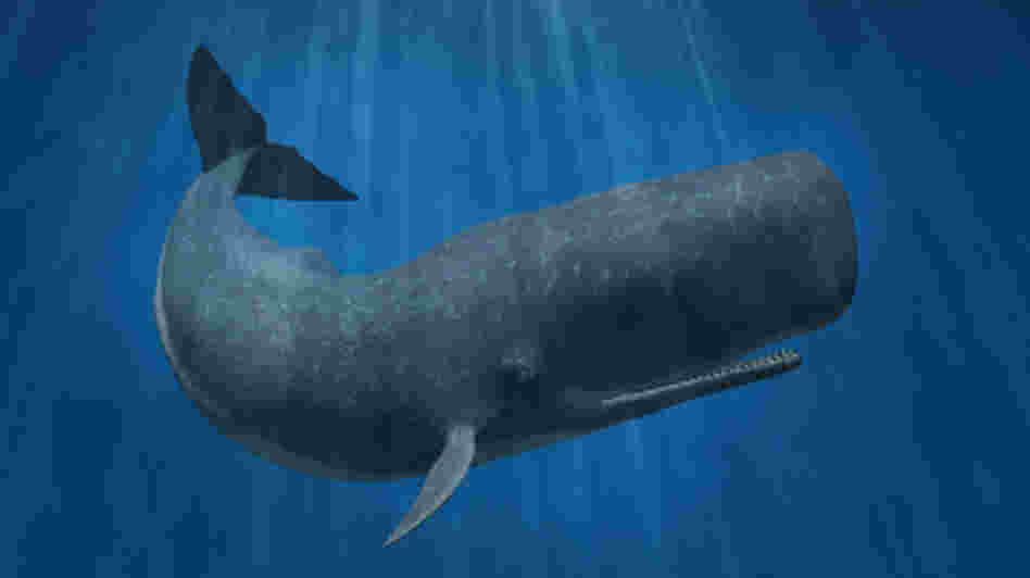3D rendering of a sperm whale 3D rendering of a sperm whale
