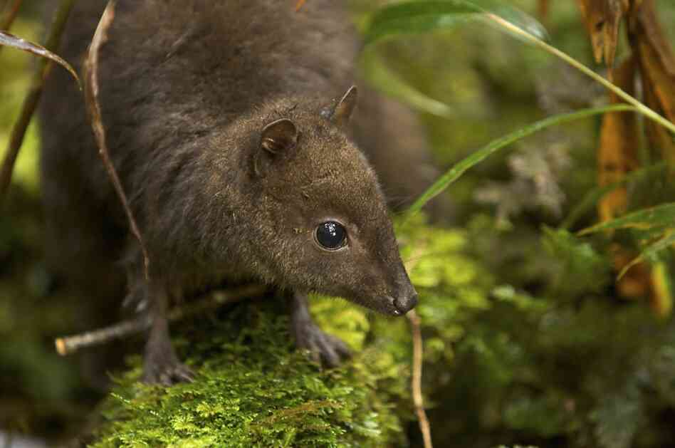 This wallaby is the world's tiniest known member of the kangaroo family. It was discovered by Kristofer Helgen of the Smithsonian Institution.