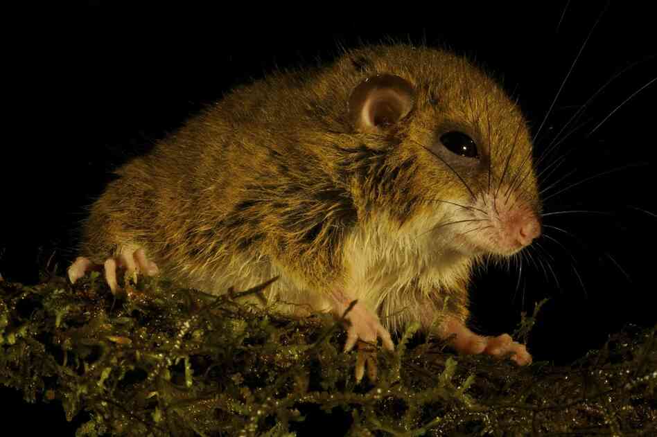 This tree mouse, very possibly a new species, was also discovered by Helgen.