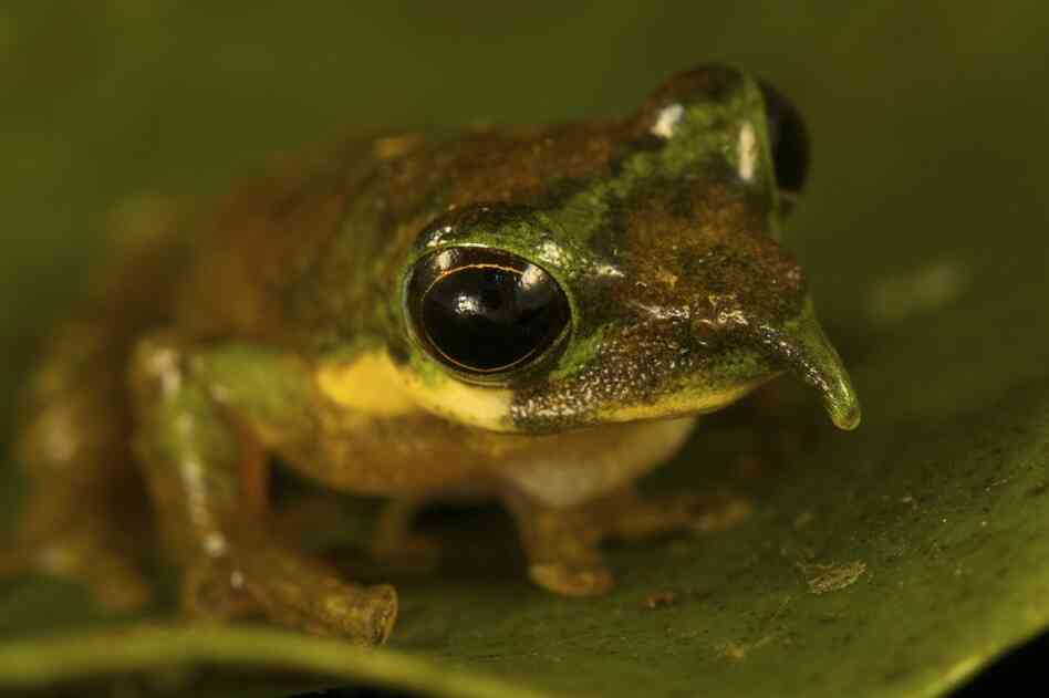The long-nosed tree frog is a new species of frog, discovered by Paul Oliver of Australia.