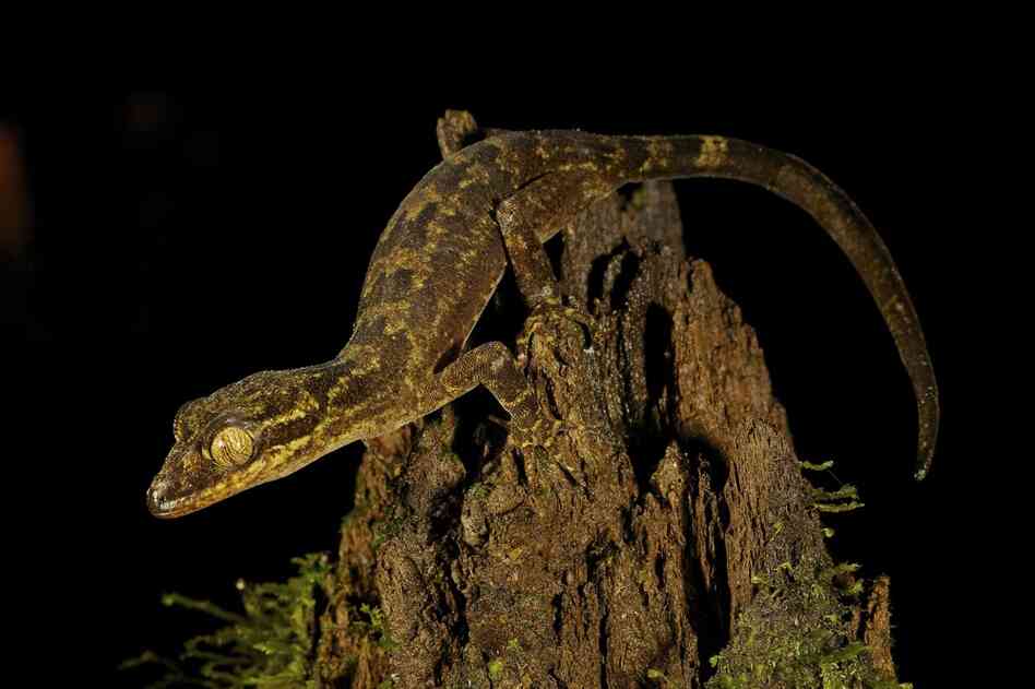 A new species of gecko, also discovered by Oliver.