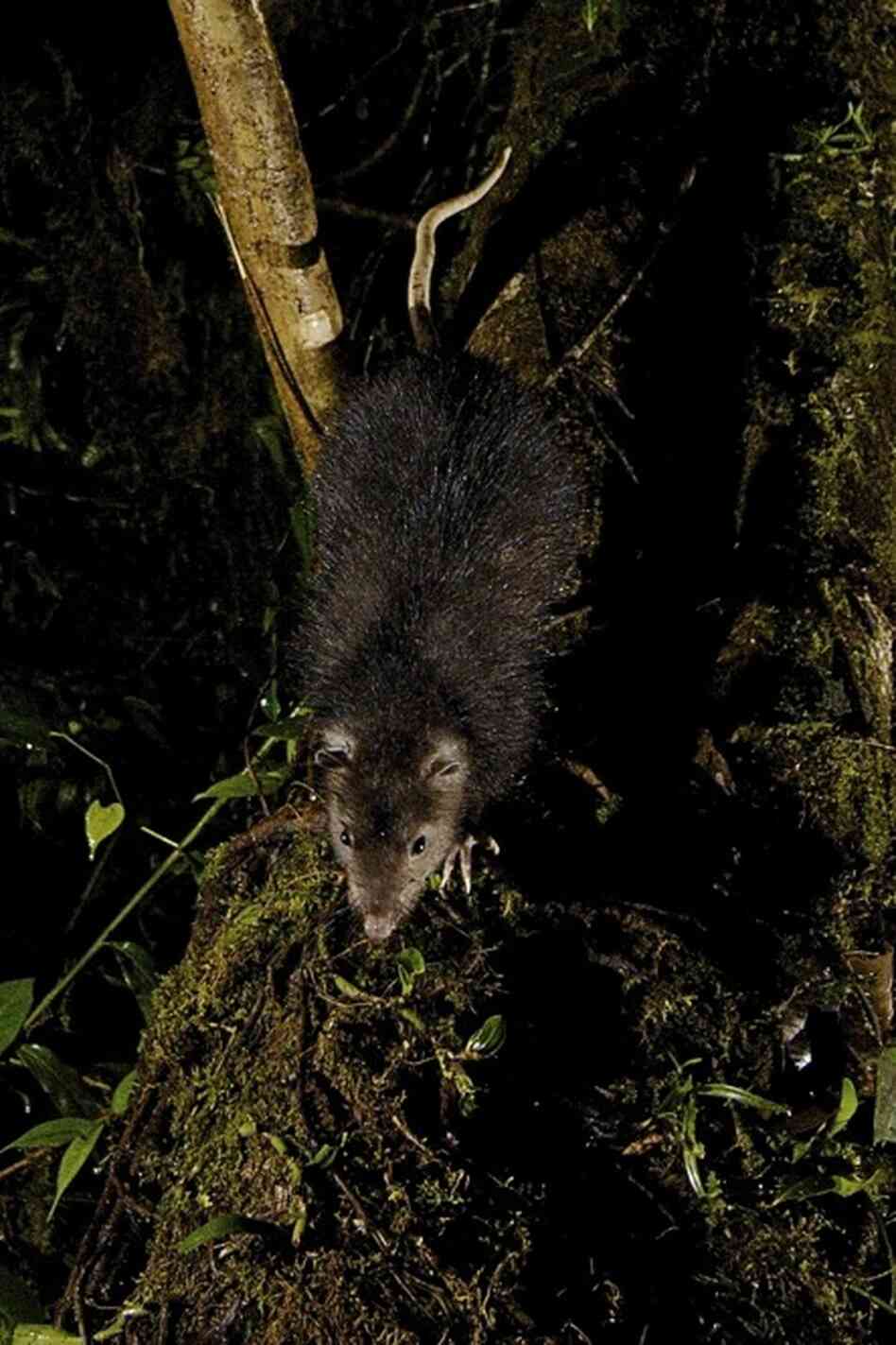 This new species, the woolly giant rat, was recently discovered during a National Geographic Society-funded expedition in New Guinea.