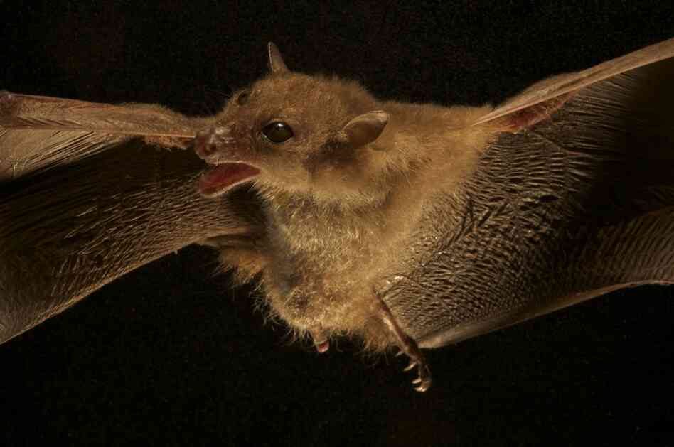 A newly discovered species of blossom bat.