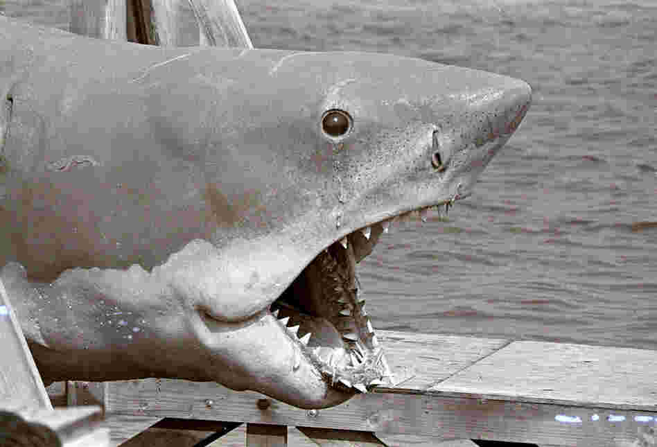 The original Jaws (1975) starred not one but three mechanical sharks, collectively nicknamed Bruce — after director Steven Spielberg's lawyer.  Here, one of the Bruces takes a break on location in Martha's Vineyard.  This shark rested on a platform when not in use,  to protect it from the saltwater. 