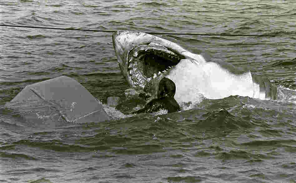 In a photo taken during filming, actor Ted Grossman is about to meet his end in the Amity Island estuary. 
