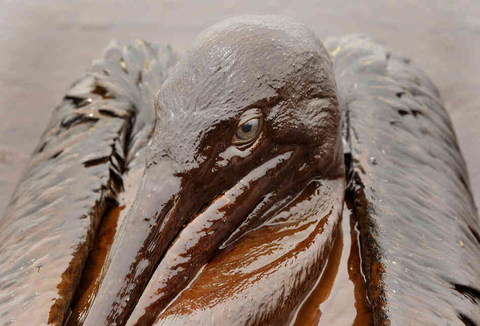 A brown pelican, Louisiana's state bird, is covered in oil along the coast about five weeks after the Deepwater Horizon spill. Biologists are concerned the disaster may threaten the population, which came off the endangered species list just last year. 