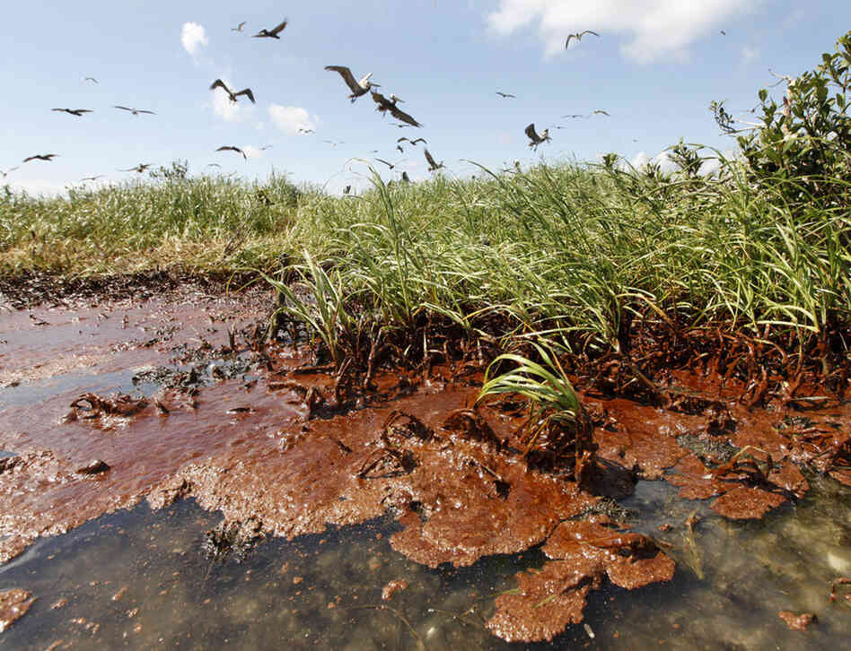 Nesting brown pelicans land on an island in oil-filled Barataria Bay. 