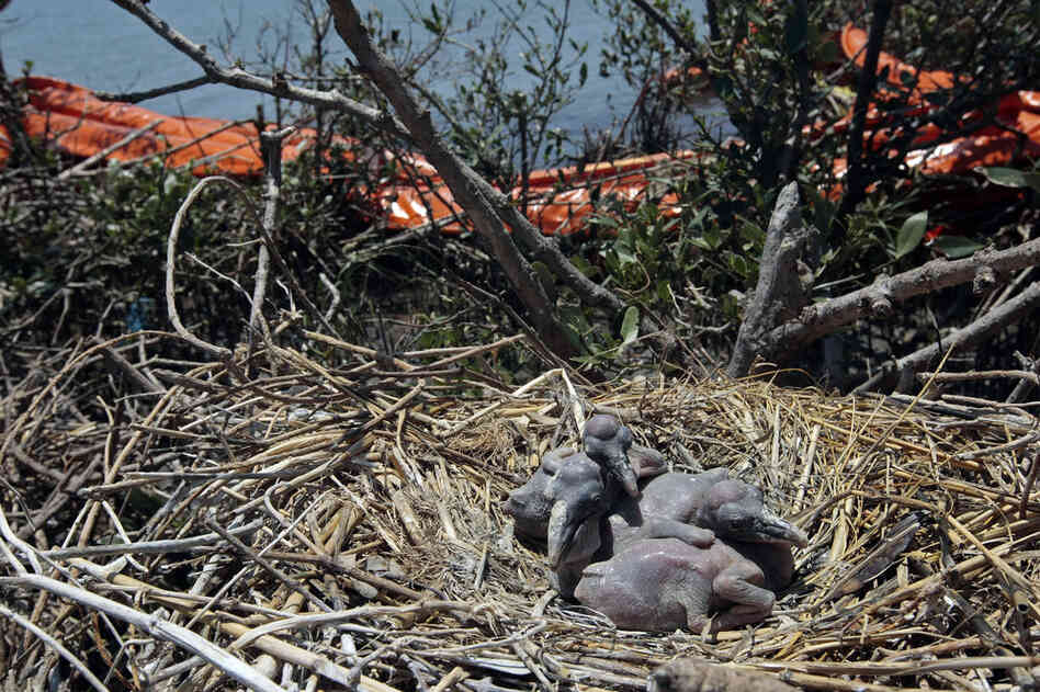 Oil retention booms lie tangled in the growth near the nests of young brown pelicans on New Harbor Island in the Gulf of Mexico, two weeks after the spill. 