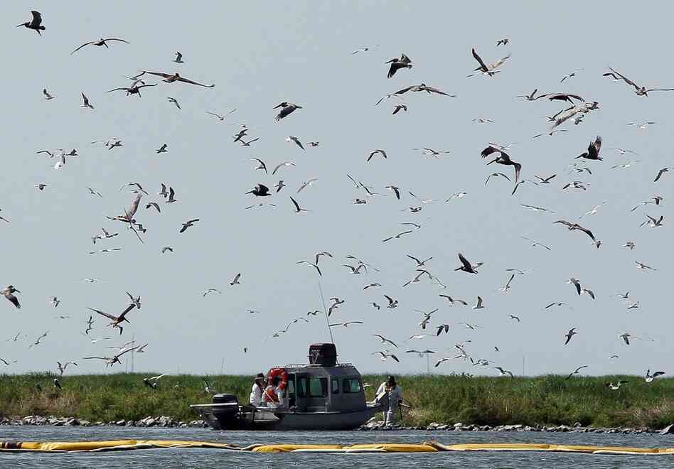 A rescue team tries to capture brown pelicans on Queen Bess island near Grand Isle on June 5. The island is one of Louisiana's most valuable rookeries, or breeding grounds, and one of the hardest hit by oil. 