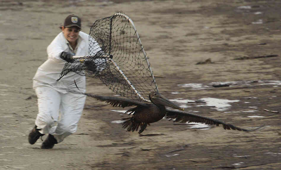 United States Fish and Wildlife biologist Kayla Dibenedetto attempts to catch a brown pelican at Grand Isle. Dibenedetto and a partner chased the bird for more than two hours before giving up because of darkness. 
