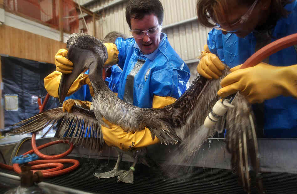 Veterinarians clean an oil-covered brown pelican at the Fort Jackson Wildlife Rehabilitation Center on May 15 in Buras, La. The birds are first rubbed with vegetable oil, which breaks up the crude oil, and then scrubbed with Dawn dish soap. 
