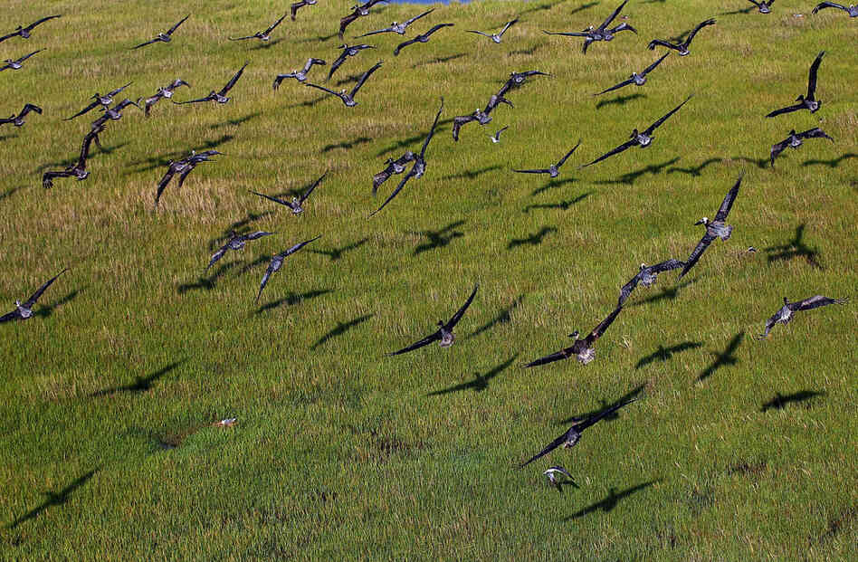 Pelicans take flight near an oil-covered shoreline on May 26 on Brush Island, La. The state has approximately 100,000 brown pelicans, which came off the endangered species list only last year. 