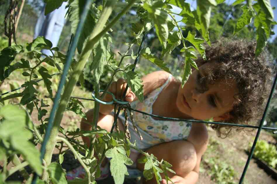 Veda helps "cage" tomatoes. We Grew It, Let's Eat It also contains recipes.