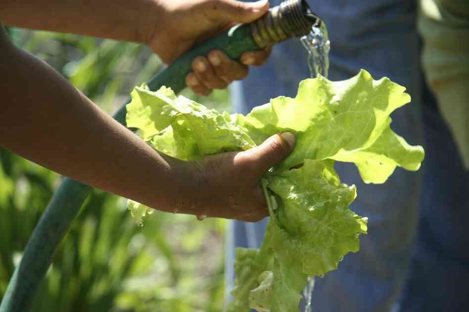 In addition to gardening, they learn how to cook with the harvested food. A freshly pulled piece of lettuce gets a rinse before the girls eat it.