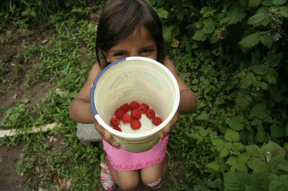 Annie shows off her harvest. While tomatoes failed, both raspberries and blackberries were plentiful.