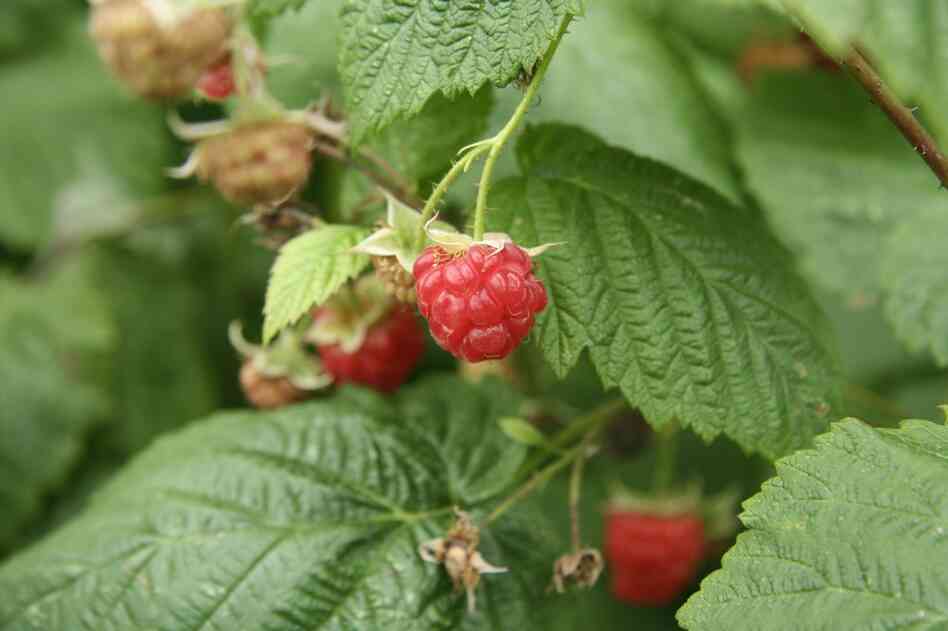 Ripe raspberries wait to be picked.