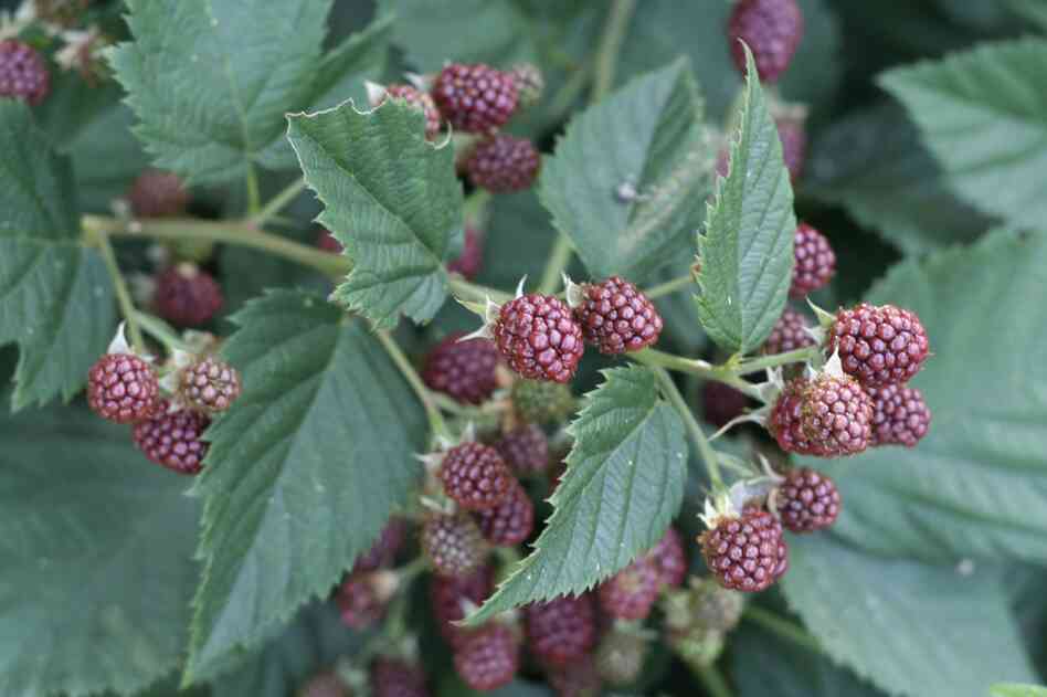 Black raspberries are almost ripe enough to eat. In the book, they are later used to make a cake.