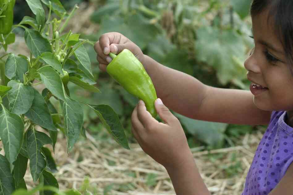 Annie examines one of the first green peppers of the season.