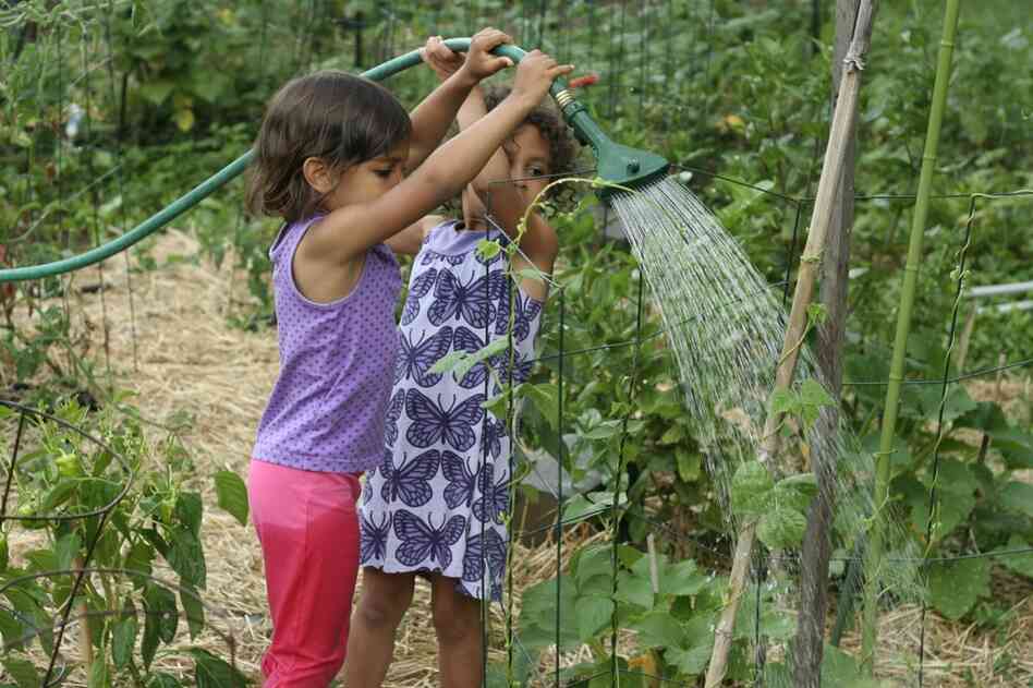 The twins water garden plants.