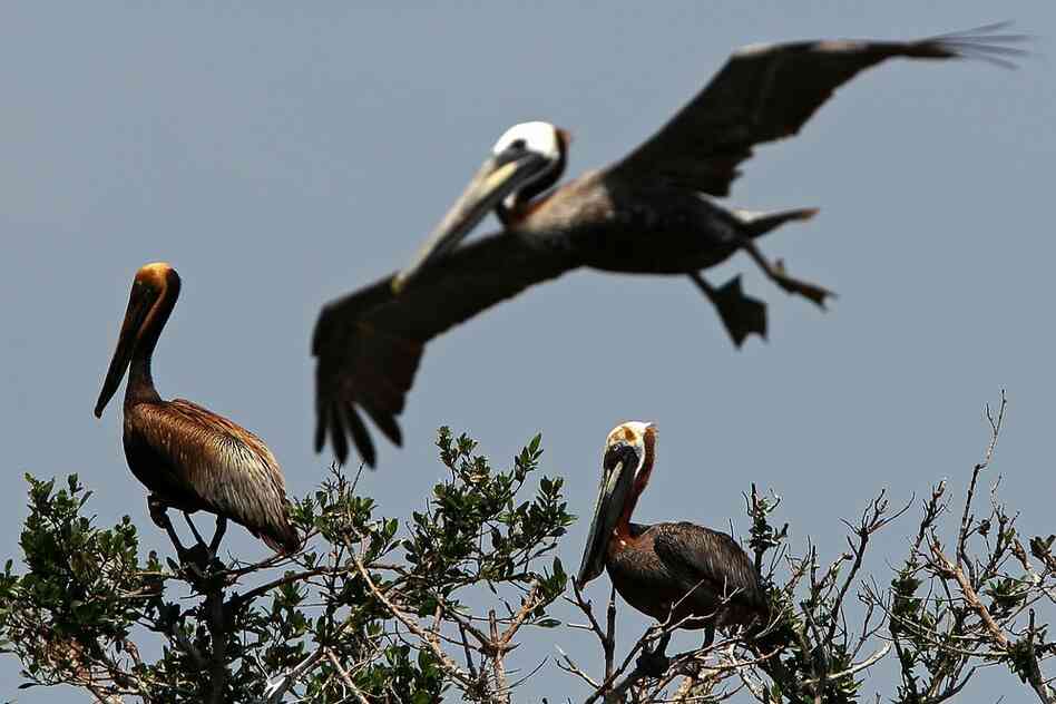 Two brown pelicans stained with oil sit atop small trees on Cat Island in Barataria Bay on June 6. Oil that spreads to nests can be deadly for eggs. 