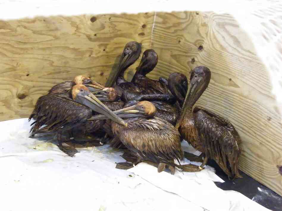 Oiled pelicans rescued June 3 from Grand Terre Island and other barrier islands near Grand Isle huddle in a pen in the rescue center next to Fort Jackson in Louisiana.  Once the crowd of cameras went away, they began to move apart. 
