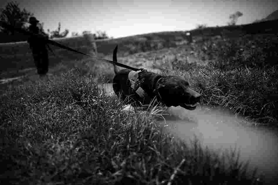 A U.S. Special Forces explosives-detection dog cools off in an irrigation ditch in Ezabad during a joint U.S.-Afghan patrol.