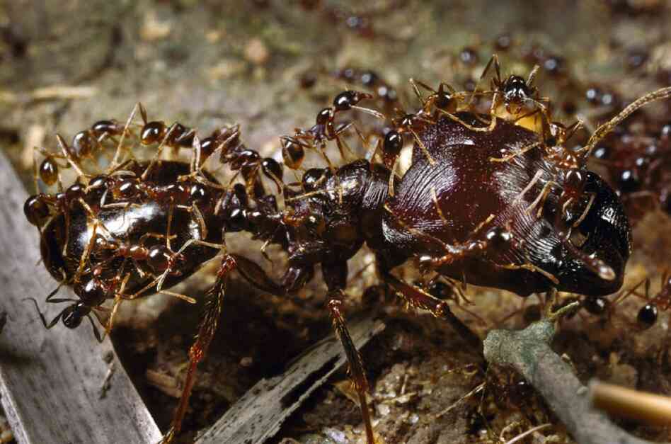 Marauder ants coordinate their efforts to forage for food and protect their swarm. Large ants will bus the smaller ants to a particular site to save the colony energy. 