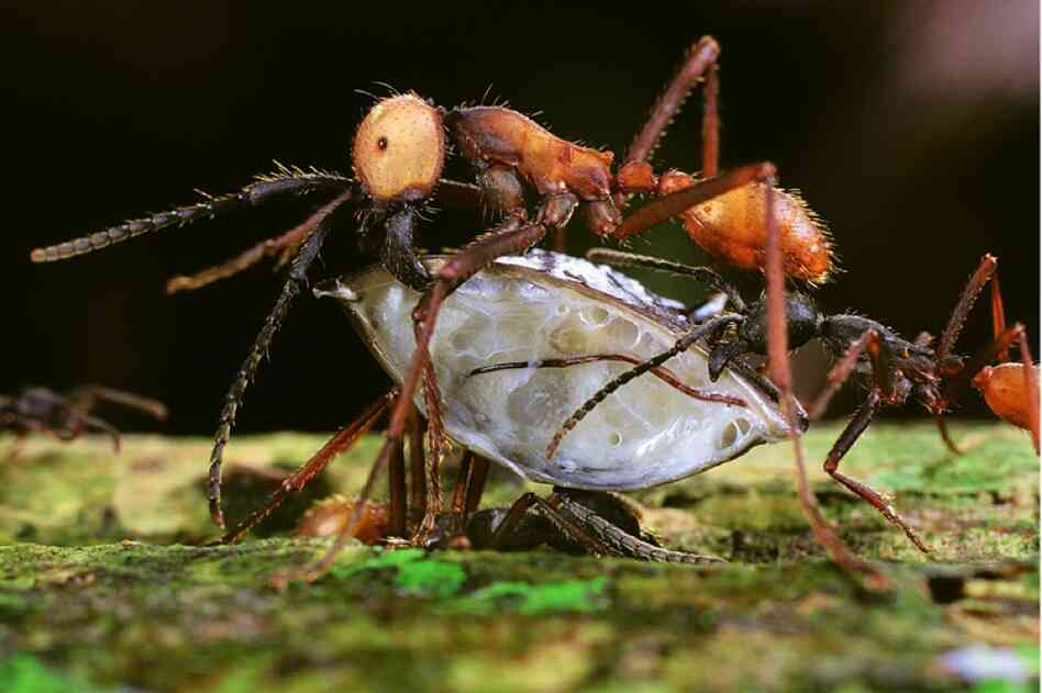 Different ants perform different tasks in a colony. The larger "submajor" army ant is lifting a centipede piece while the smaller ant is tasked with lifting the centipede's rear. A third ant below them serves to fill in the pothole below them — for smooth transport.