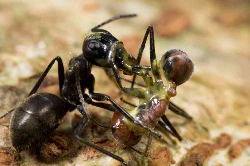 Some ants protect themselves and their colonies in dramatic ways: A Camponotus cylindricus-group "exploding ant" has ruptured her body to spew a sticky yellow substance, which killed both her and the larger worker of another species of carpenter ant in Brunei, Borneo.