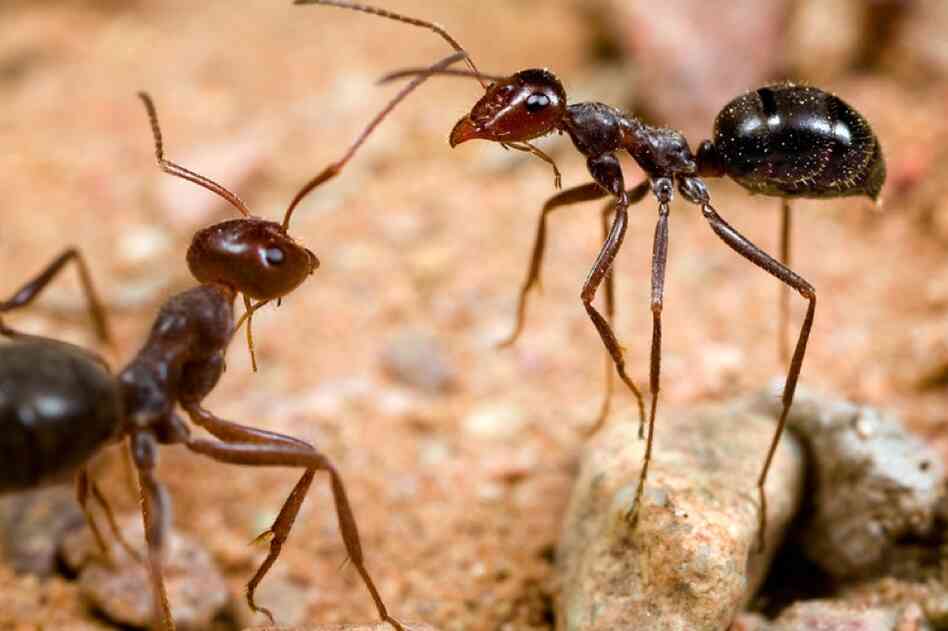 Honeypot ants engage in ritualized combat over food. Near Portal, Ariz., the worker at right stands on a pebble — "cheating" to appear larger than she is and driving off a larger honeypot ant.