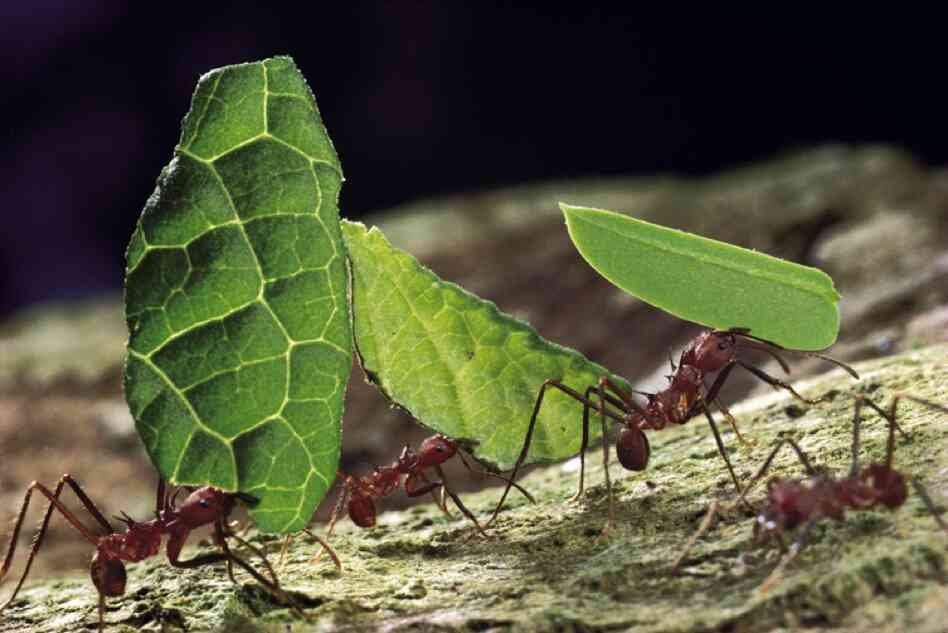 Leafcutter ants carry leaf fragments on Barro Colorado Island, Panama. The leafcutter ant is one of the most destructive to vegetation, causing hundreds of billions of dollars in damage annually.