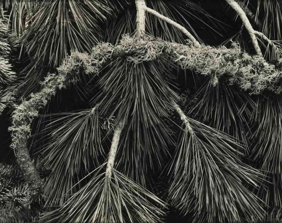 Pine Branches, Yosemite Valley, est. $5,000-$7,000. This photograph, taken by Ansel Adams, is one of many by the photographer in the collection. Adams was friends with the inventor of Polaroid, who encouraged him to build a "Library Collection" of contemporary photography for the Polaroid company — of both Polaroid images and more conventional types of photography.