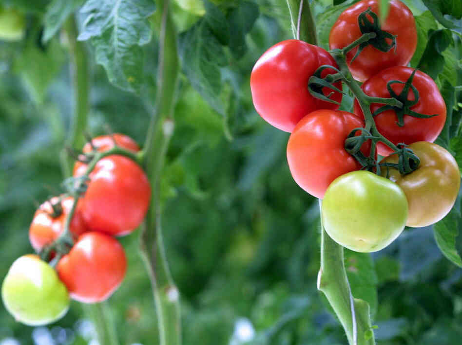 Tomatoes Tomatoes