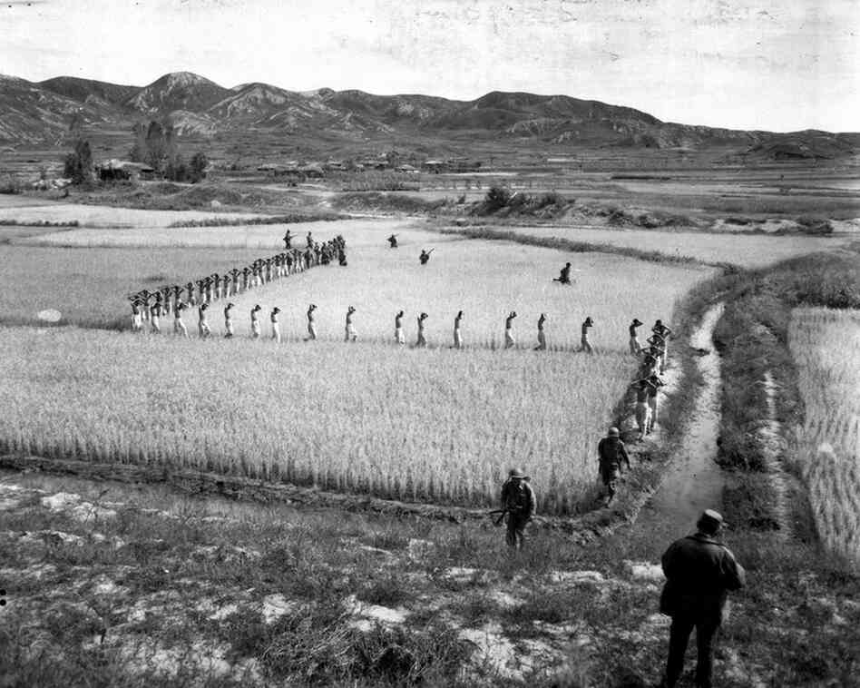 North Korean prisoners, taken by the Marines in a fight, march single file across a rice paddy. 