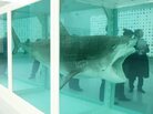 Damien Hirst Shark