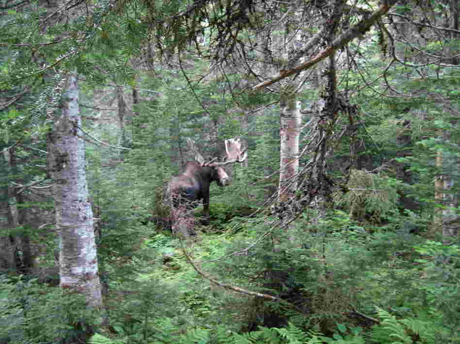 "You see the icebergs floating by, the moose, and it's real simple," Bailey says.