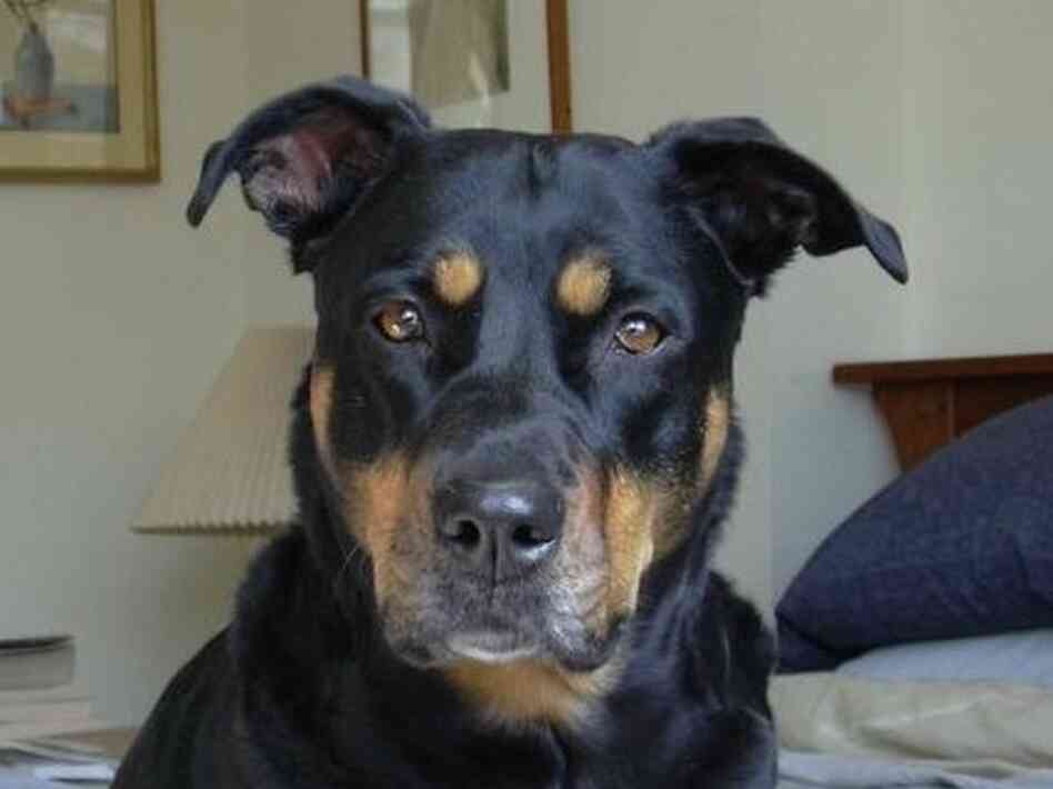 dog dog