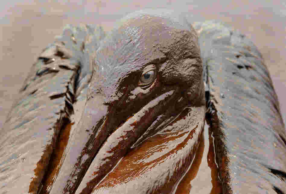 A brown pelican, Louisiana's state bird, is covered in oil along the coast about five weeks after the Deepwater Horizon spill. Biologists are concerned the disaster may threaten the population, which came off the endangered species list just last year. 