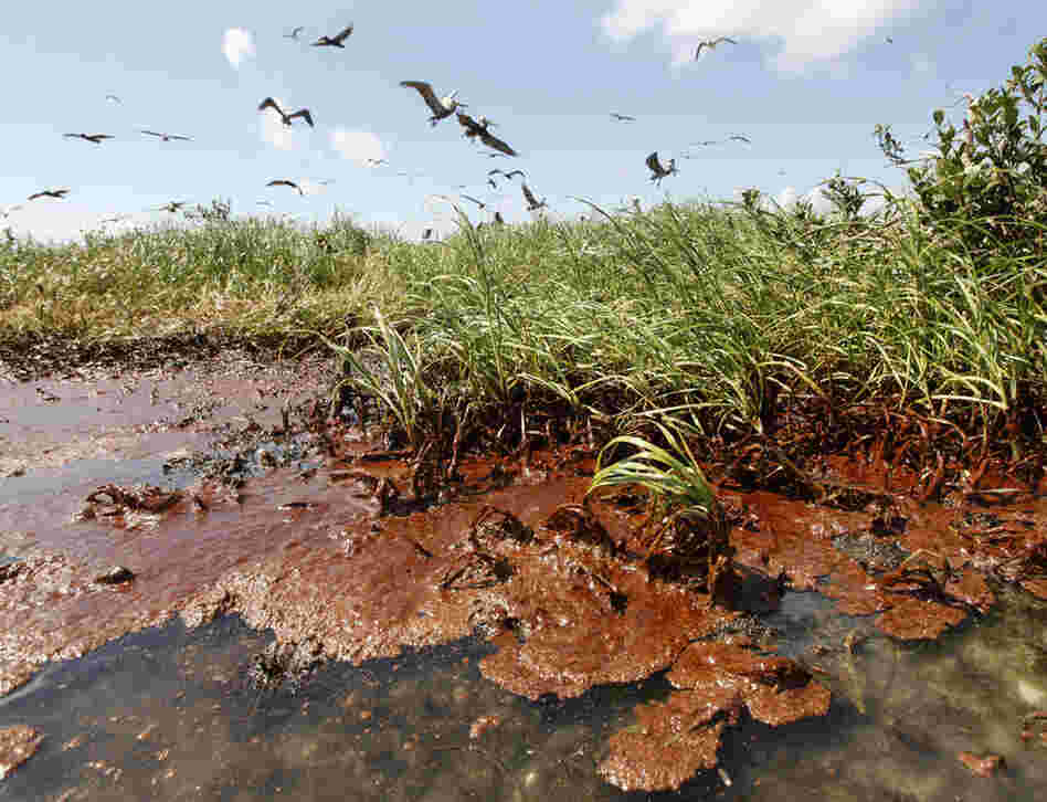 Nesting brown pelicans land on an island in oil-filled Barataria Bay. 