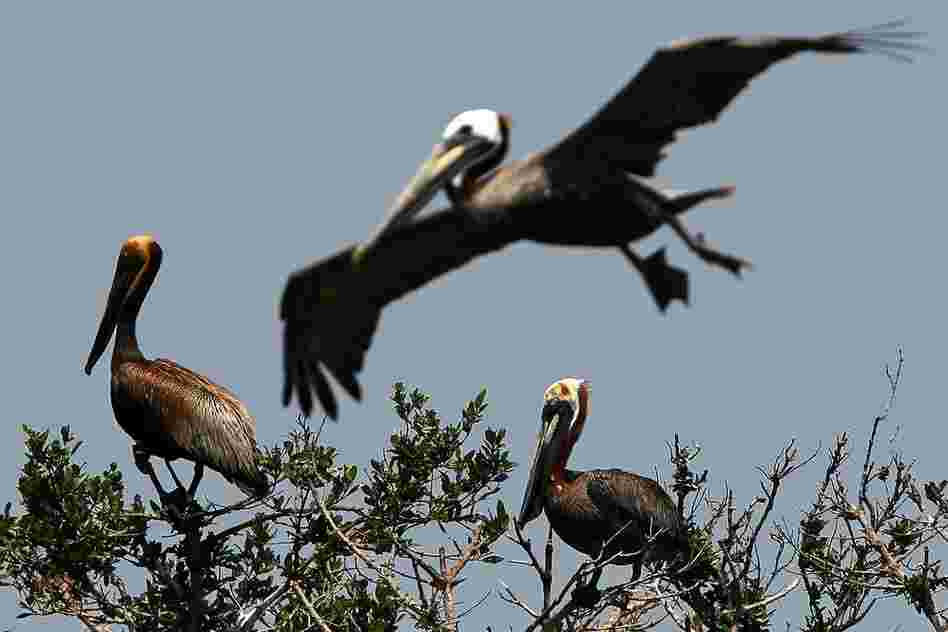 Two brown pelicans stained with oil sit atop small trees on Cat Island in Barataria Bay on June 6. Oil that spreads to nests can be deadly for eggs. 
