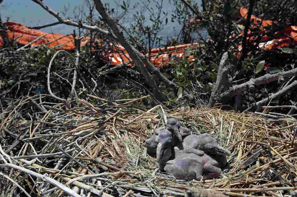 Oil retention booms lie tangled in the growth near the nests of young brown pelicans on New Harbor Island in the Gulf of Mexico, two weeks after the spill. 
