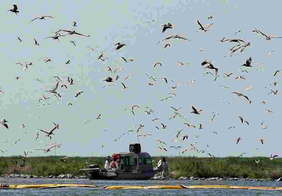 A rescue team tries to capture brown pelicans on Queen Bess island near Grand Isle on June 5. The island is one of Louisiana's most valuable rookeries, or breeding grounds, and one of the hardest hit by oil. 