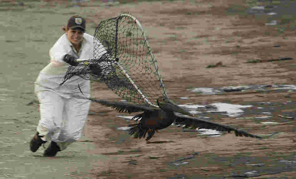 United States Fish and Wildlife biologist Kayla Dibenedetto attempts to catch a brown pelican at Grand Isle. Dibenedetto and a partner chased the bird for more than two hours before giving up because of darkness. 